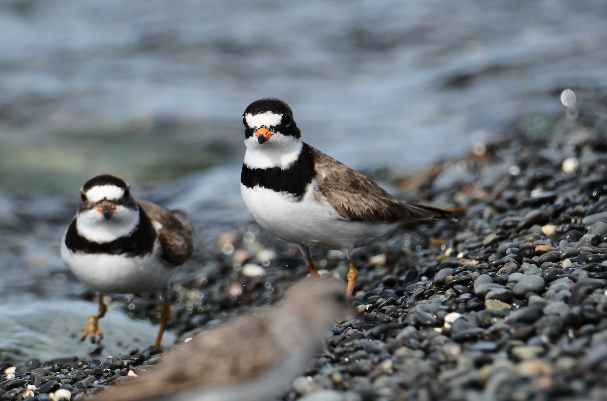 Semipalmated Plover - ML614995460