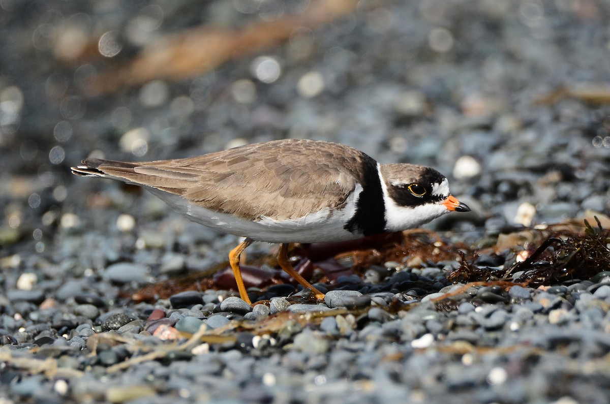 Semipalmated Plover - ML614995462