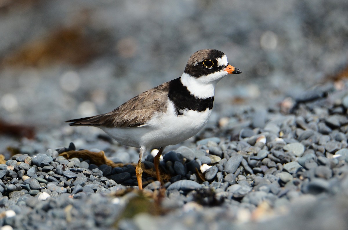 Semipalmated Plover - ML614995463