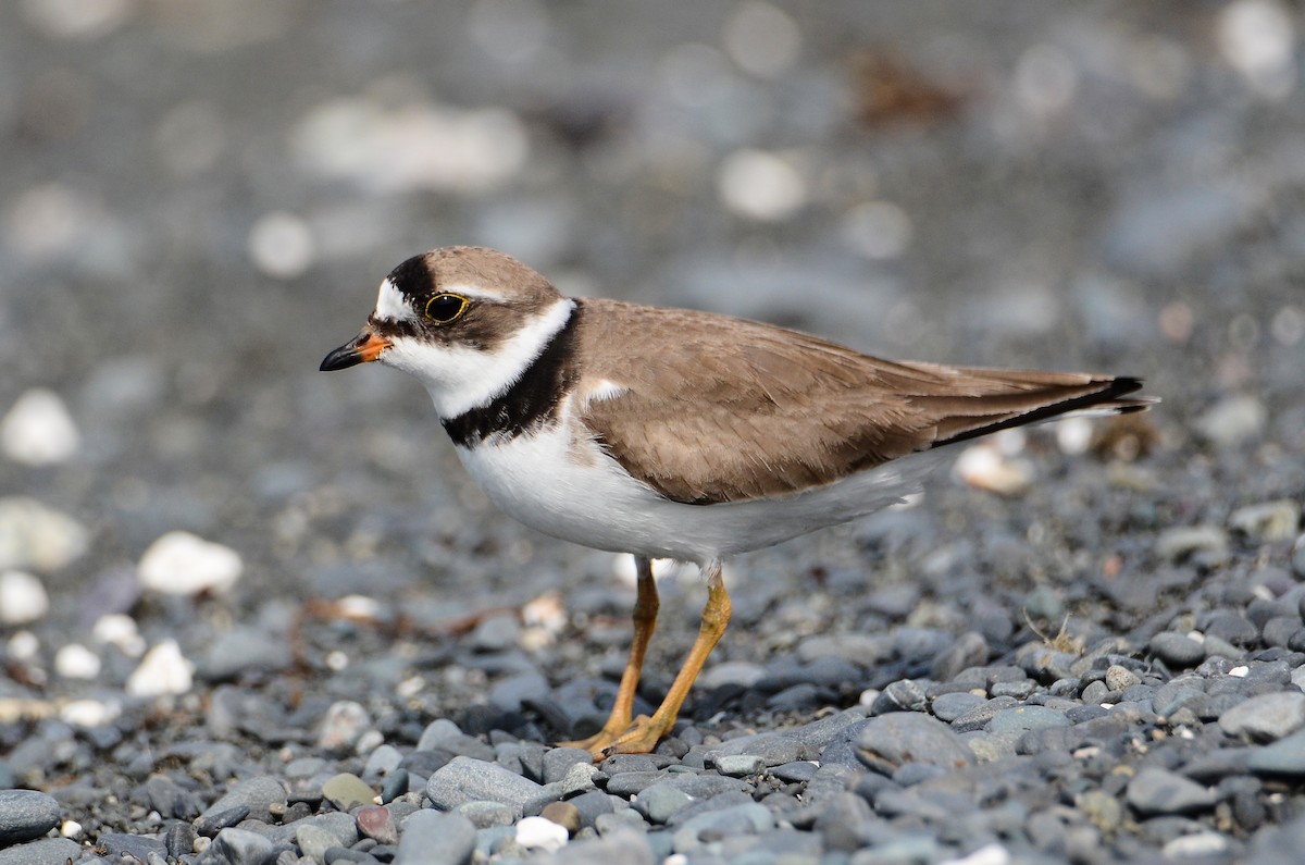Semipalmated Plover - ML614995464
