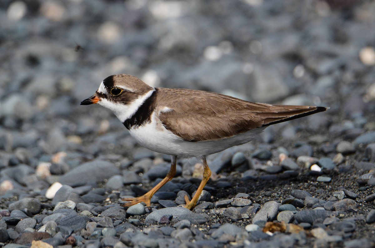 Semipalmated Plover - ML614995465