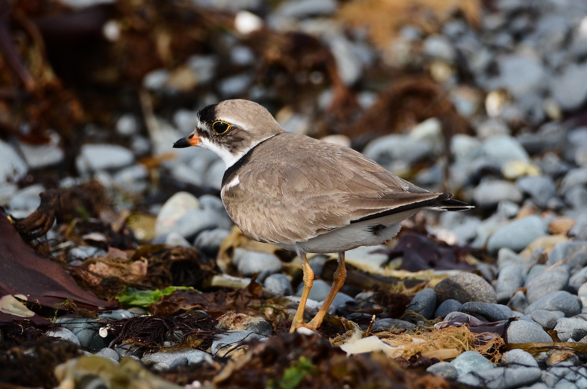 Semipalmated Plover - ML614995466