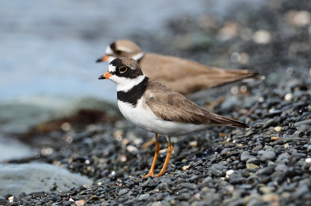 Semipalmated Plover - ML614995467