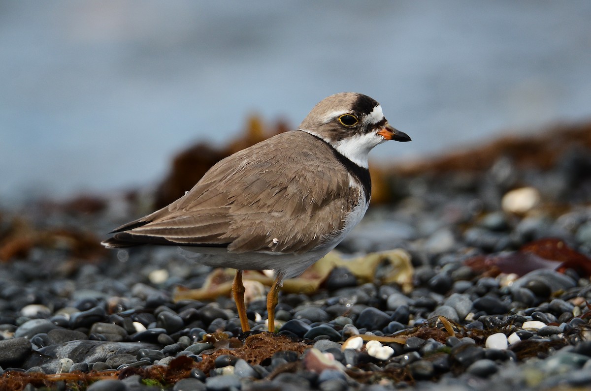 Semipalmated Plover - ML614995468