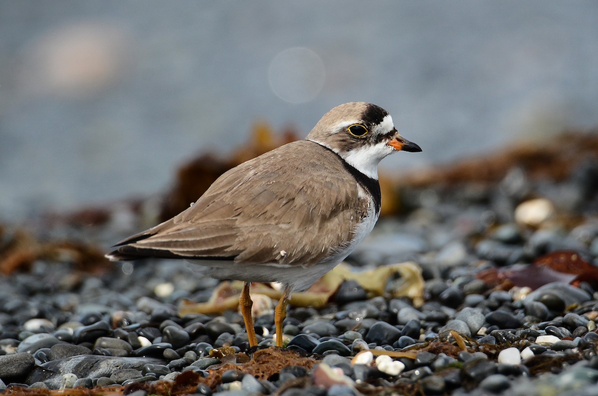 Semipalmated Plover - ML614995469