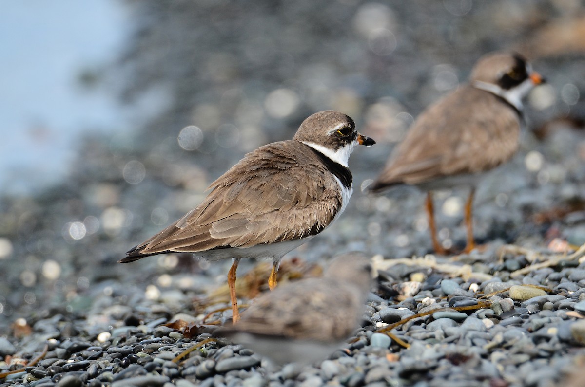 Semipalmated Plover - ML614995470