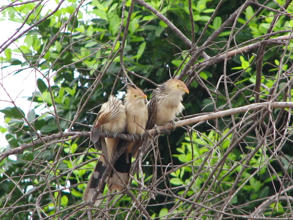 Guira Cuckoo - ML614995476