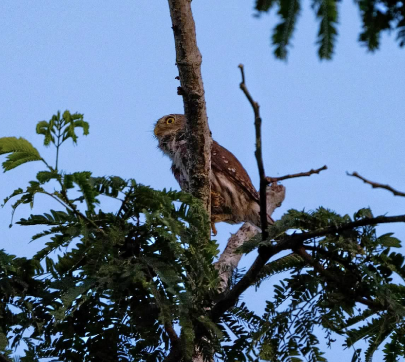 Colima Pygmy-Owl - sheila rowe