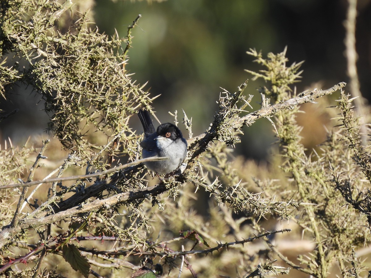 Sardinian Warbler - Ricardo Rojo