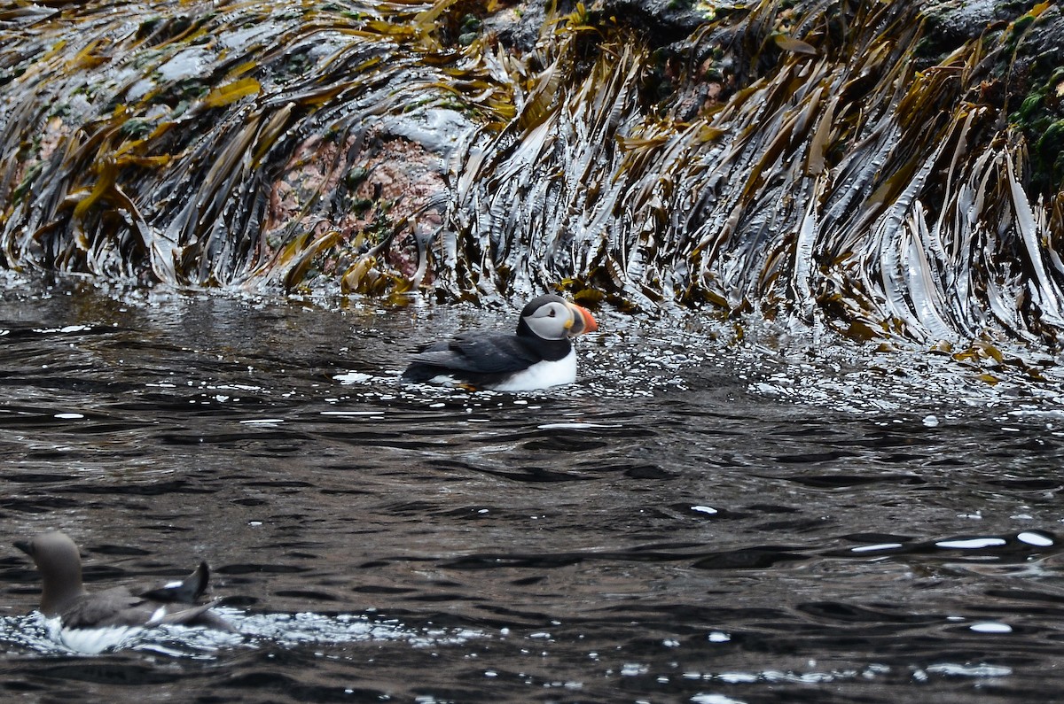 Atlantic Puffin - ML614995712