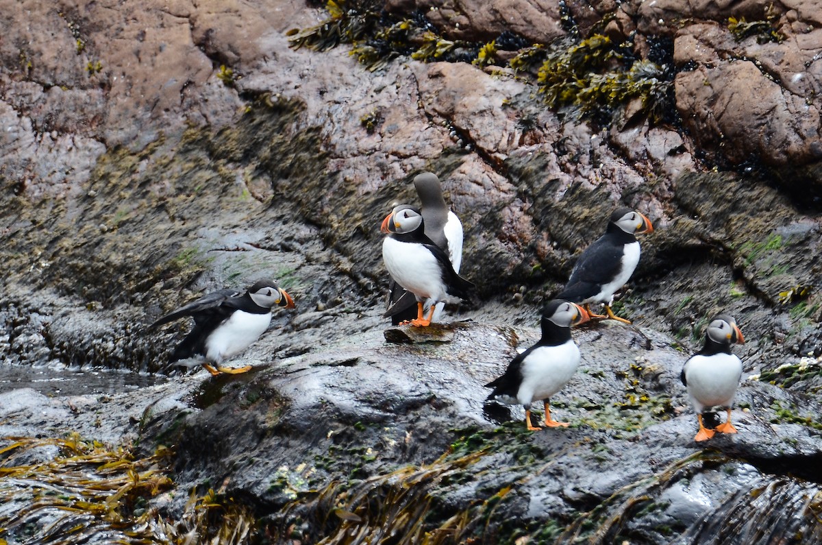 Atlantic Puffin - Roman Yaremchuk