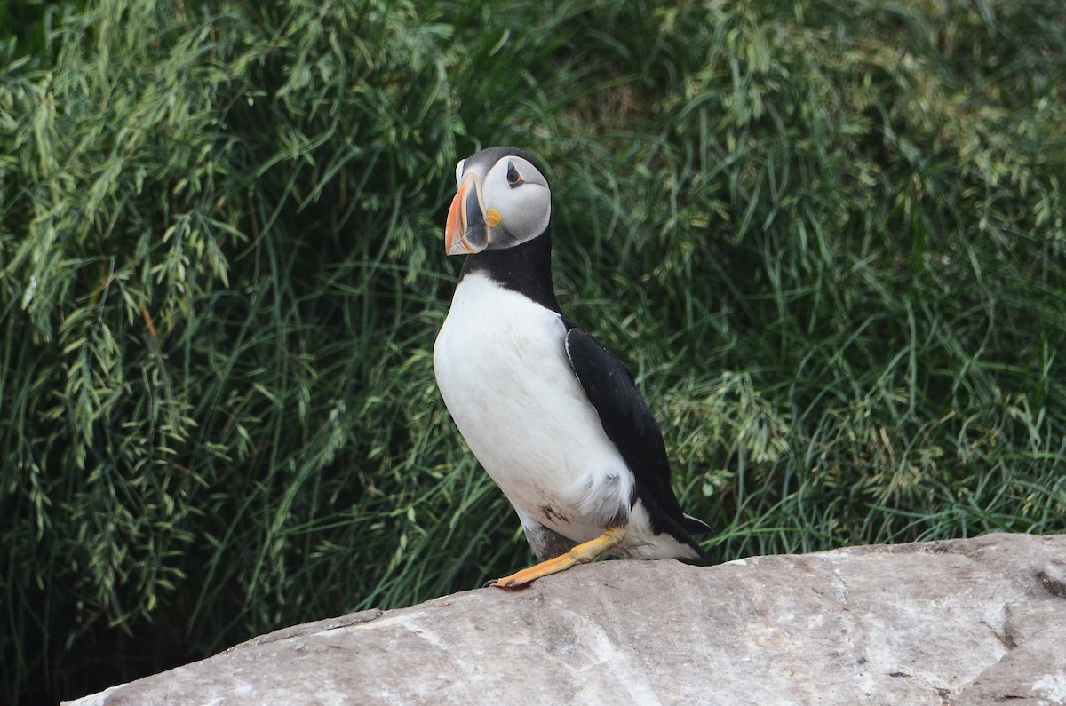 Atlantic Puffin - ML614995716