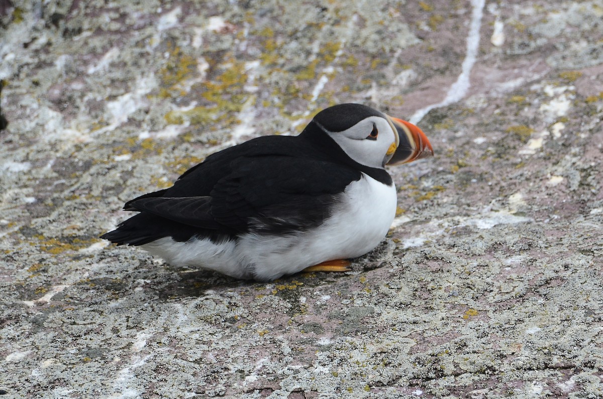 Atlantic Puffin - ML614995717