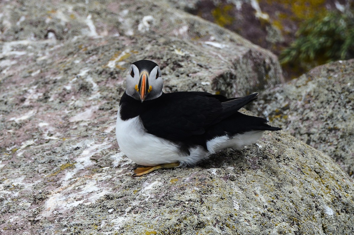 Atlantic Puffin - ML614995718