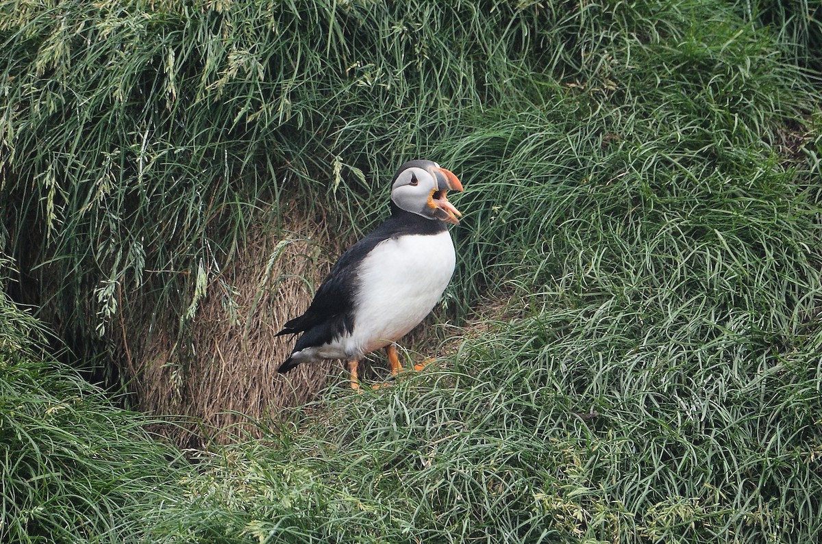 Atlantic Puffin - ML614995719