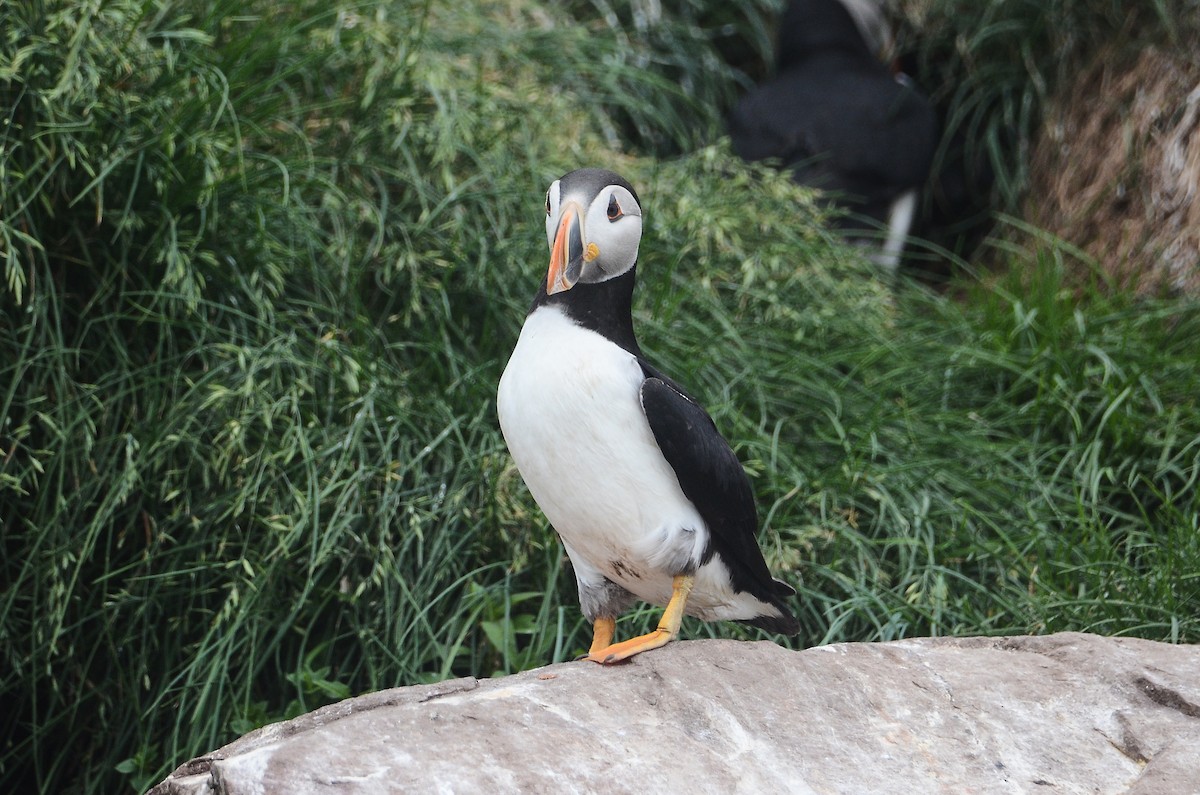 Atlantic Puffin - ML614995720