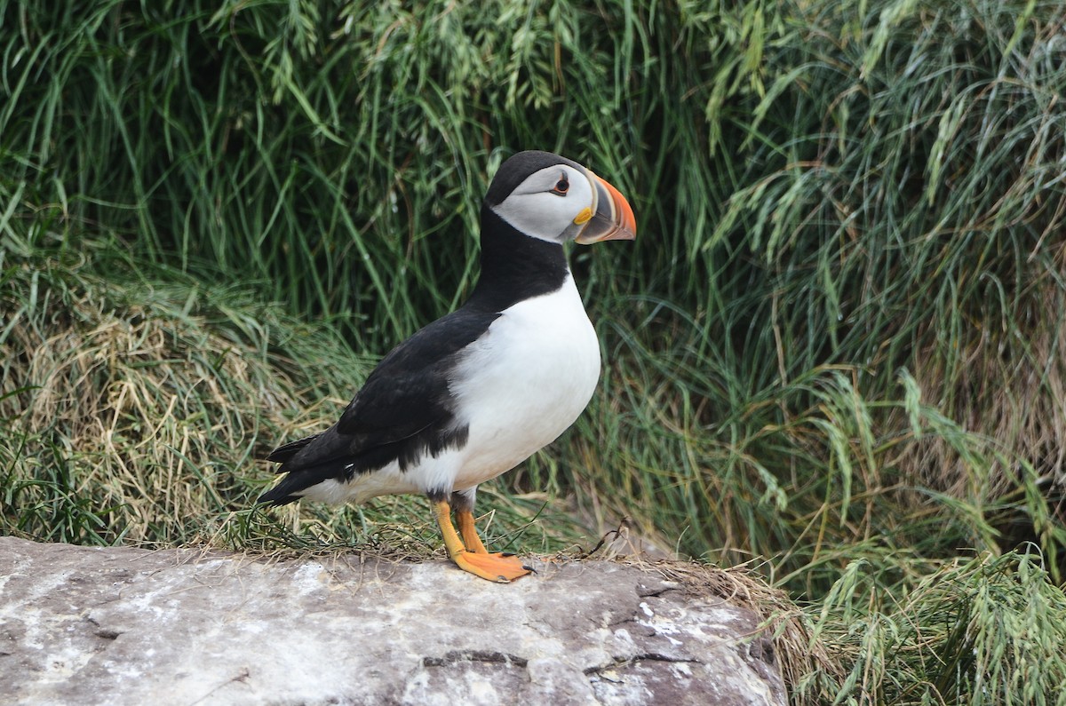 Atlantic Puffin - ML614995721