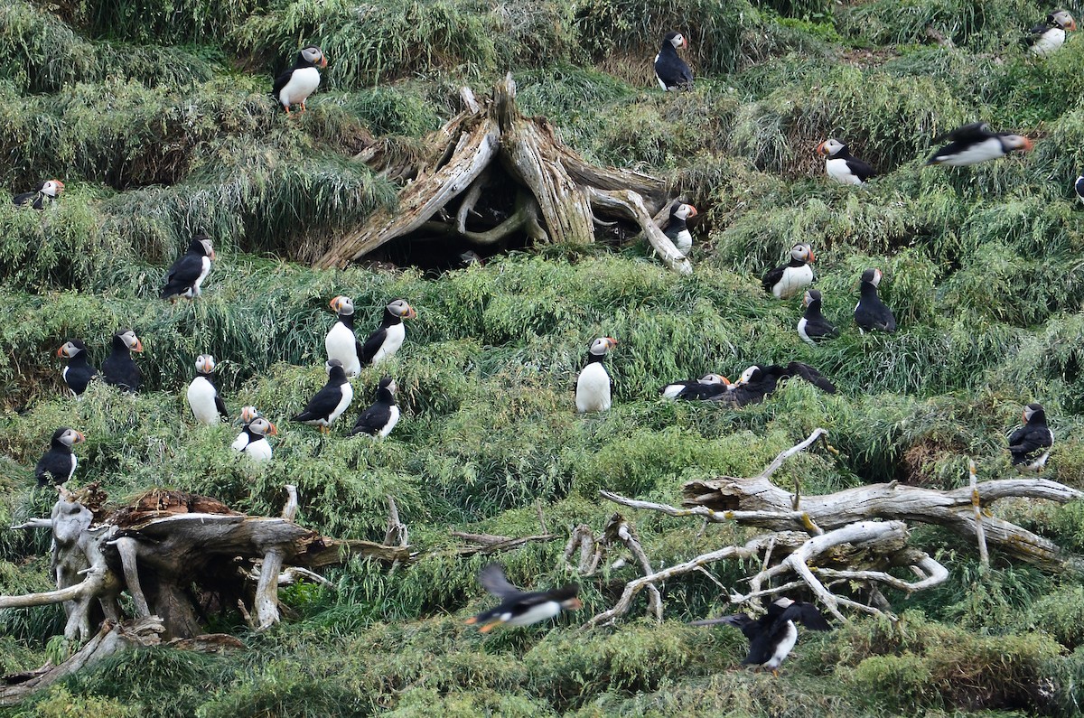 Atlantic Puffin - ML614995722