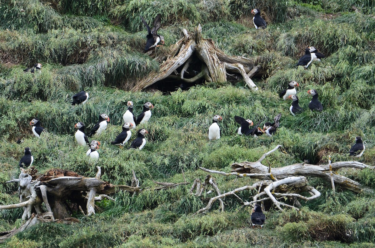 Atlantic Puffin - ML614995724