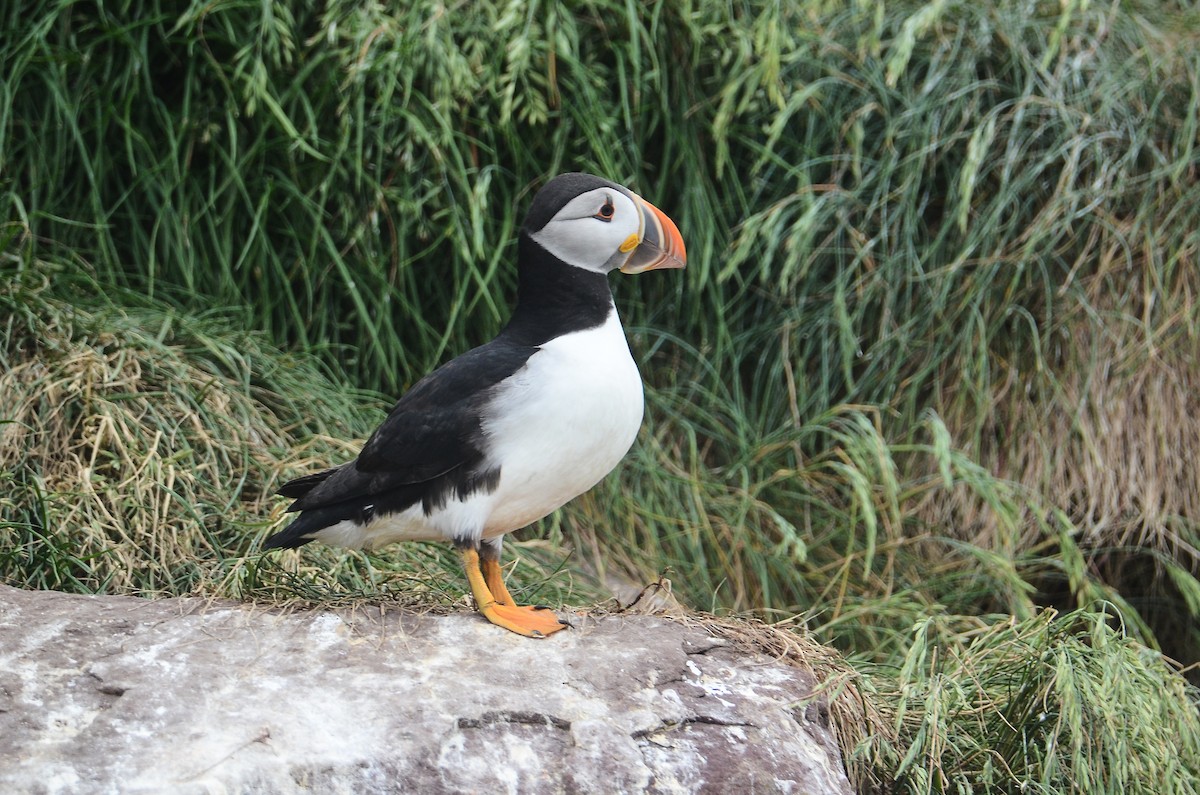 Atlantic Puffin - ML614995727