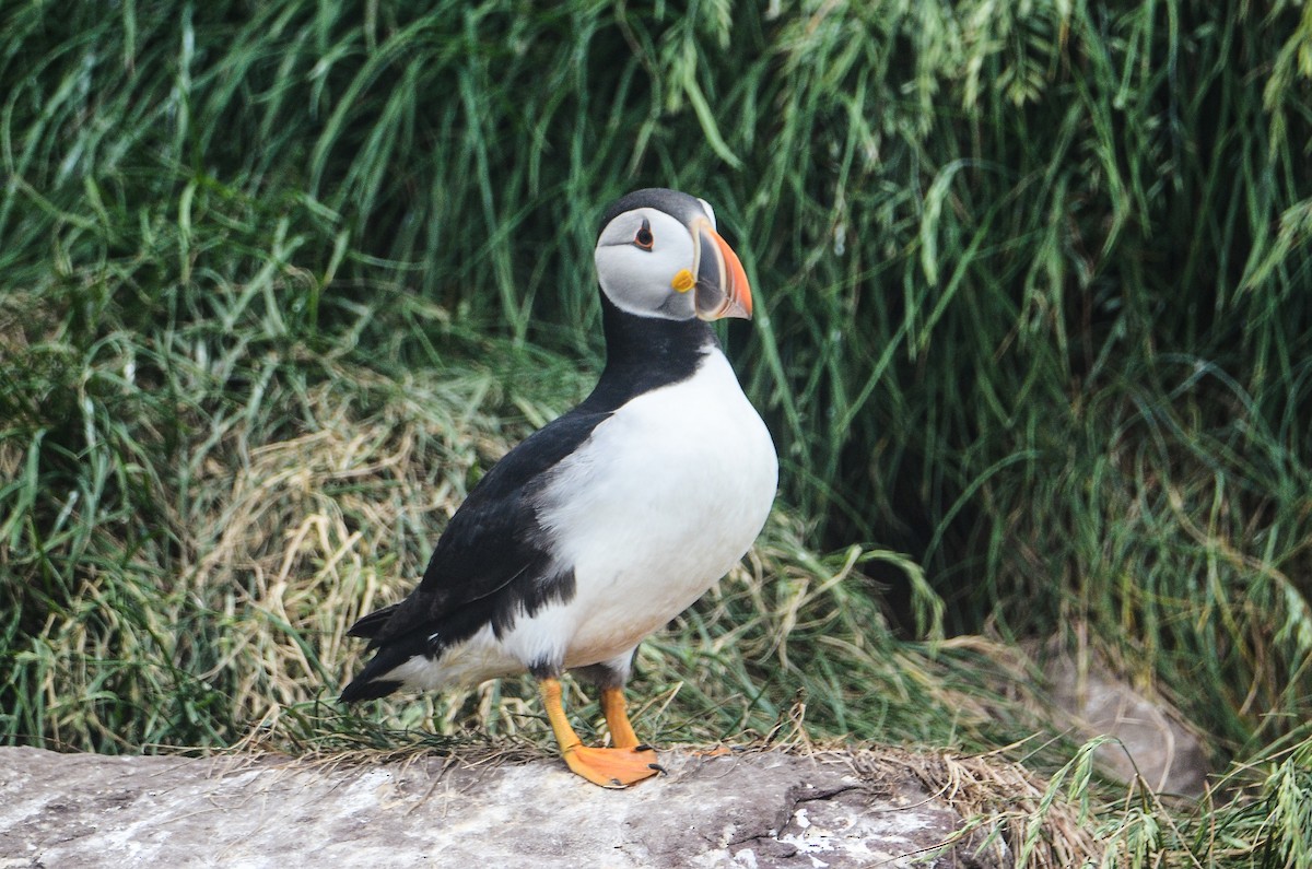 Atlantic Puffin - ML614995728