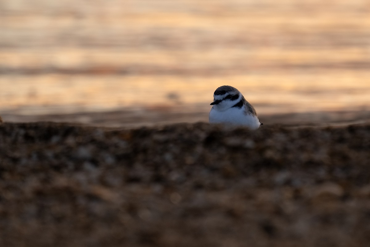 Snowy Plover - ML614995729