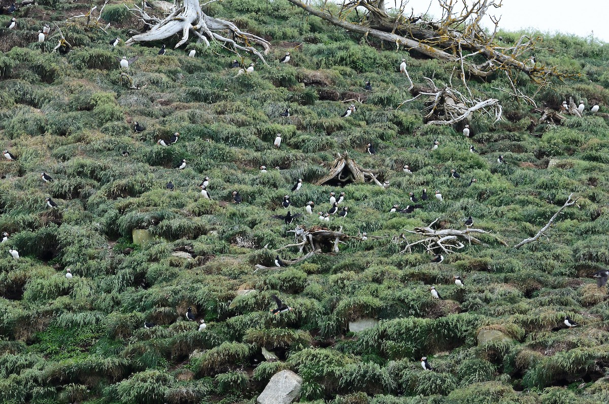 Atlantic Puffin - Roman Yaremchuk