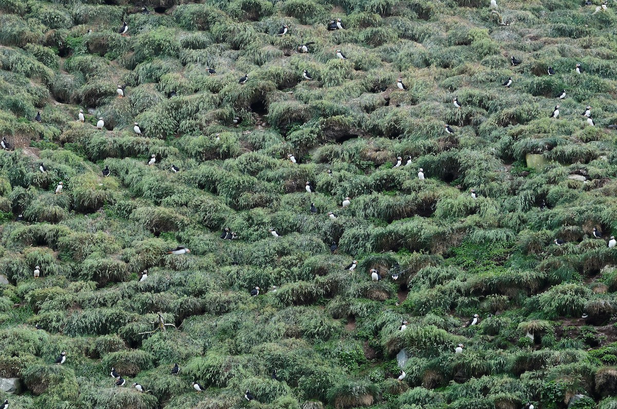 Atlantic Puffin - ML614995732