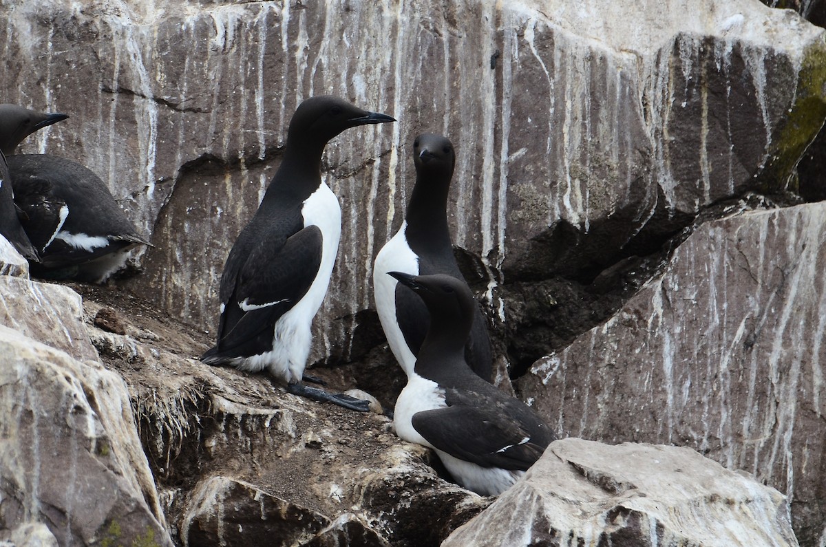 Common Murre - ML614995765