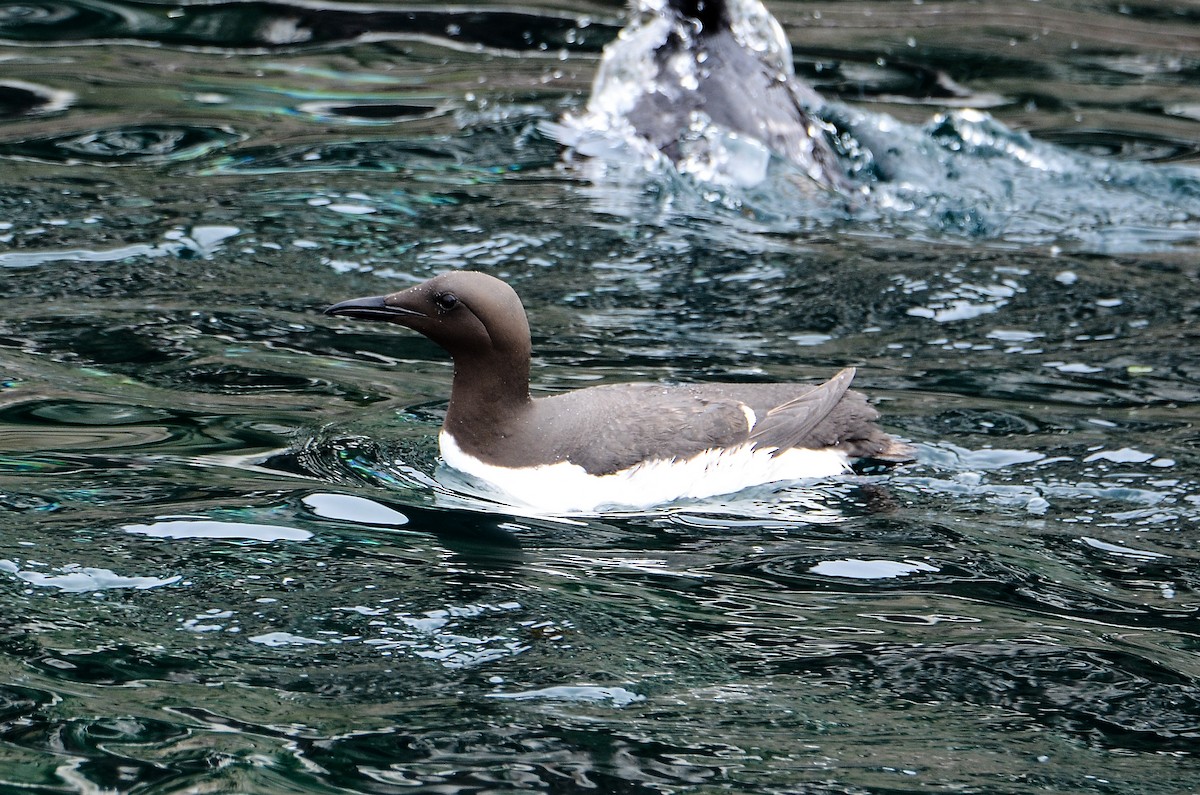 Guillemot marmette - ML614995766