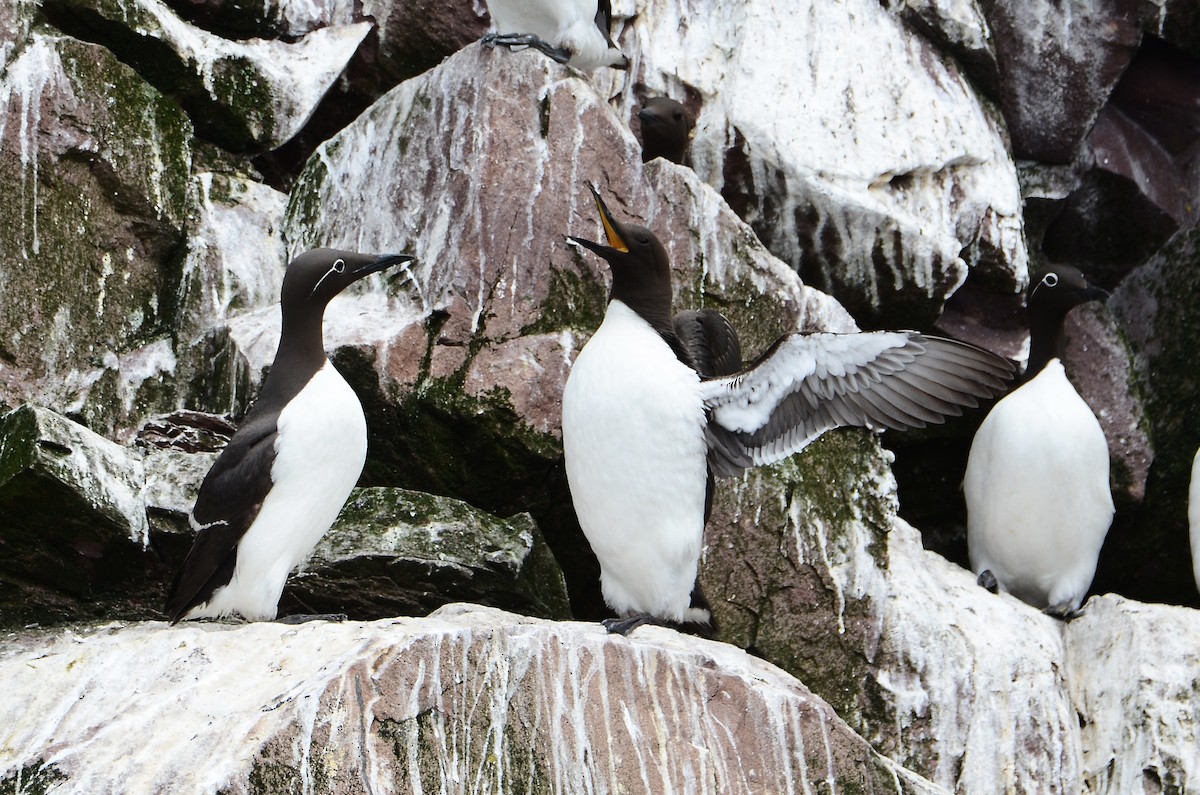 Common Murre - ML614995767