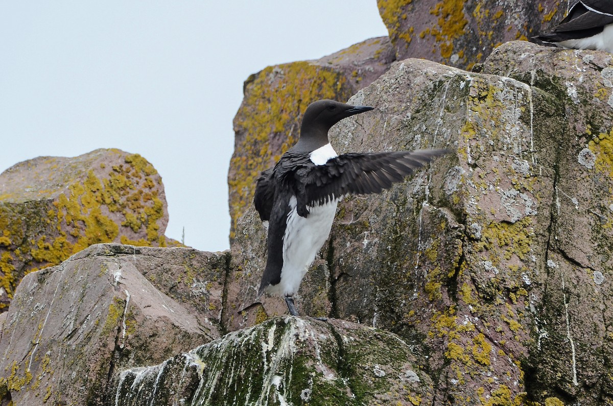 Common Murre - ML614995768