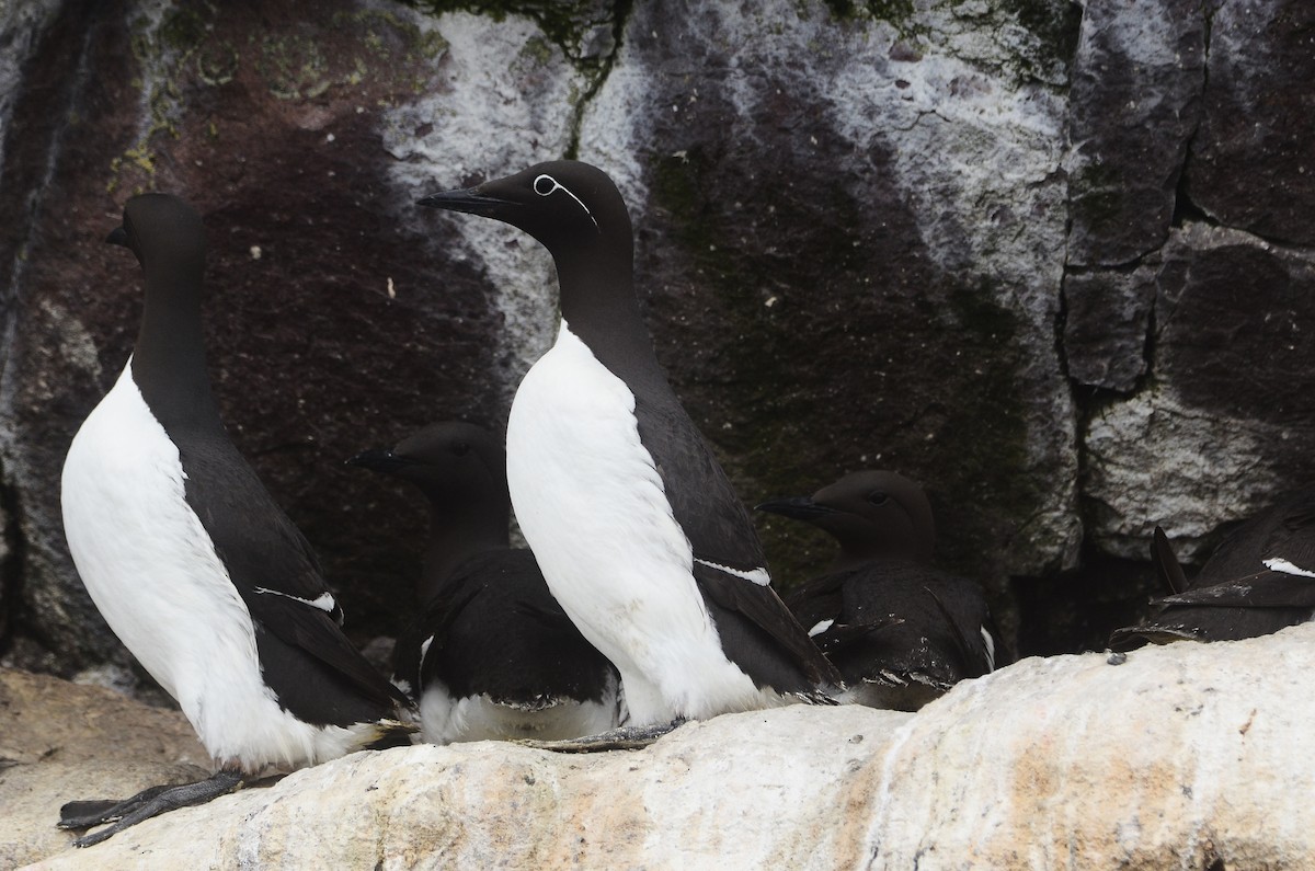 Common Murre - ML614995774