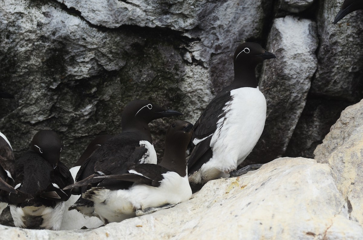 Common Murre - ML614995775