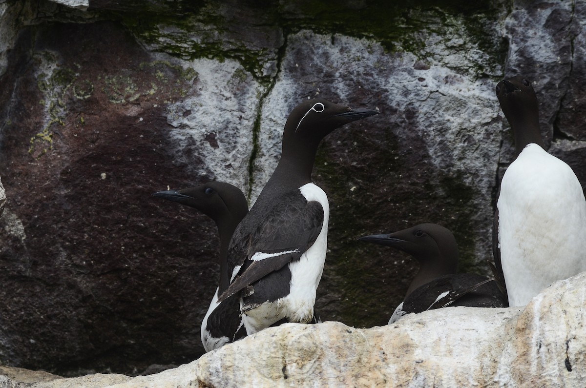 Common Murre - ML614995776