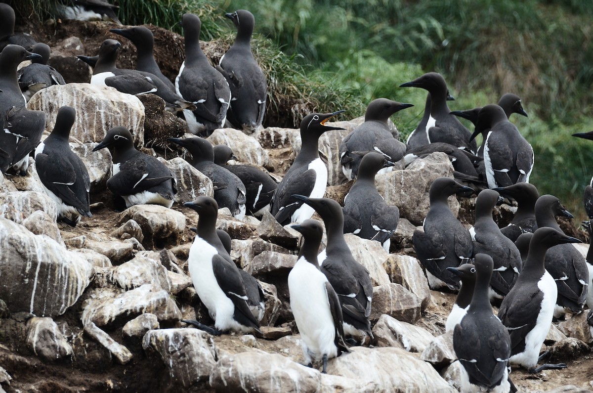 Guillemot marmette - ML614995779