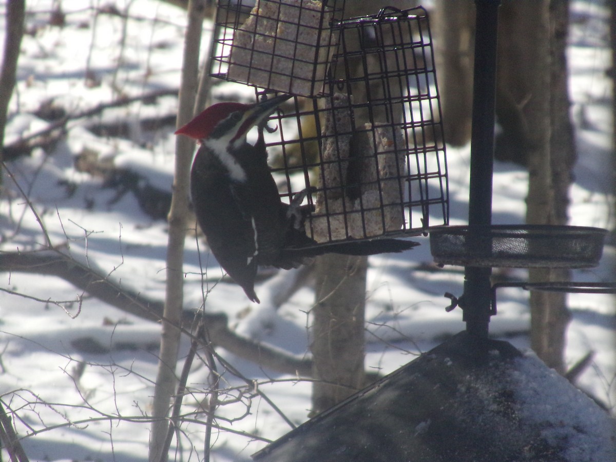 Pileated Woodpecker - ML614995814