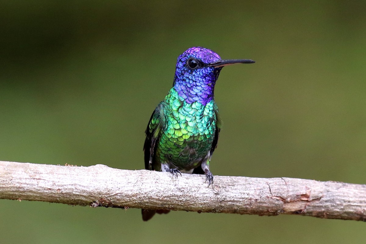 Golden-tailed Sapphire - Dan Jones