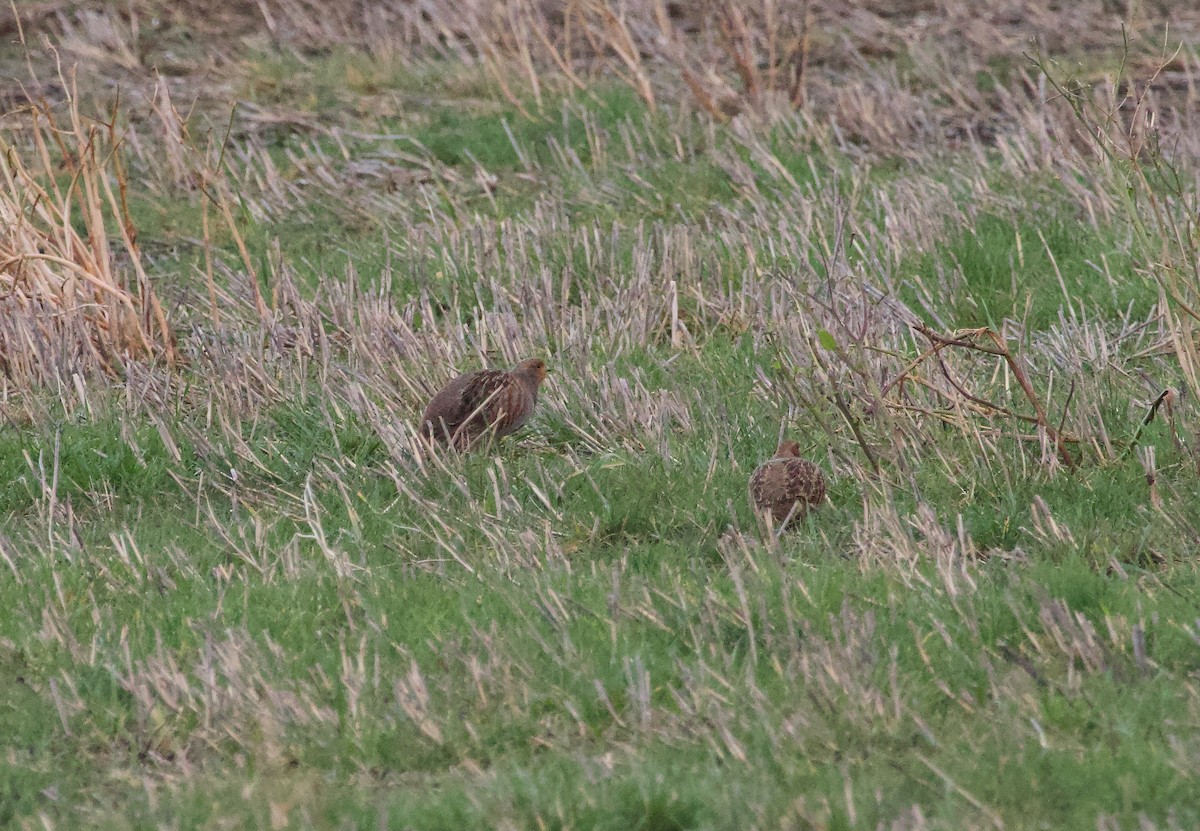 Gray Partridge - ML614995948