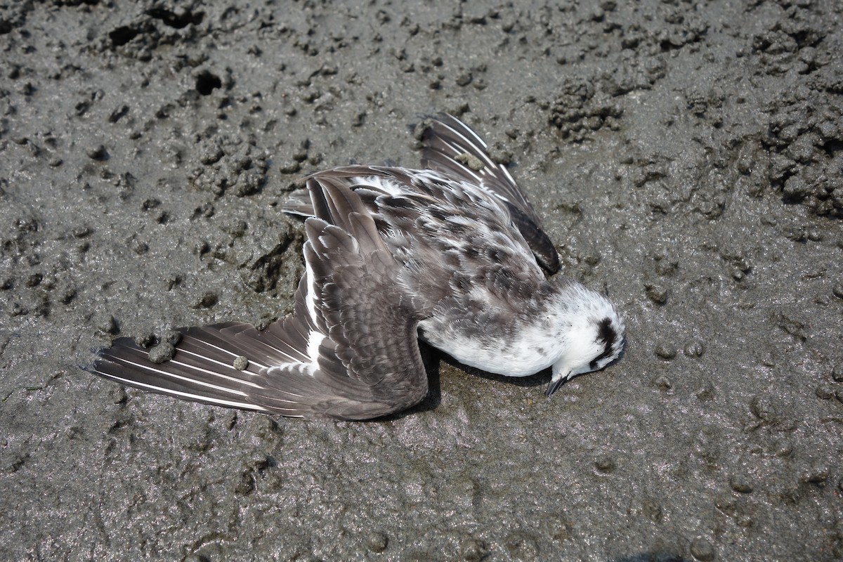 紅領瓣足鷸 - ML614995958