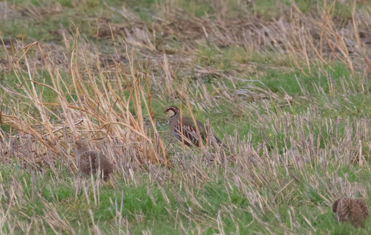 Red-legged Partridge - ML614995959