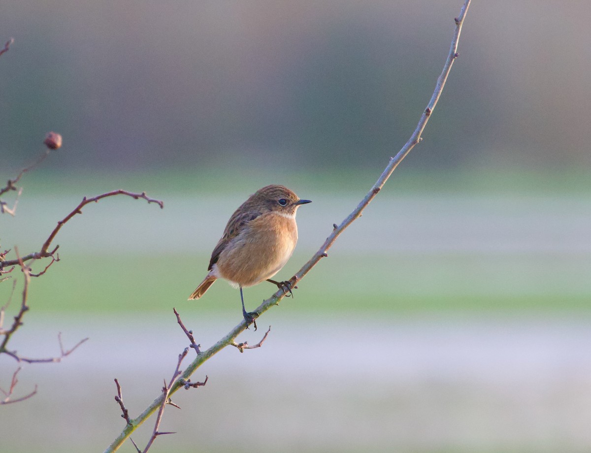European Stonechat - ML614995969