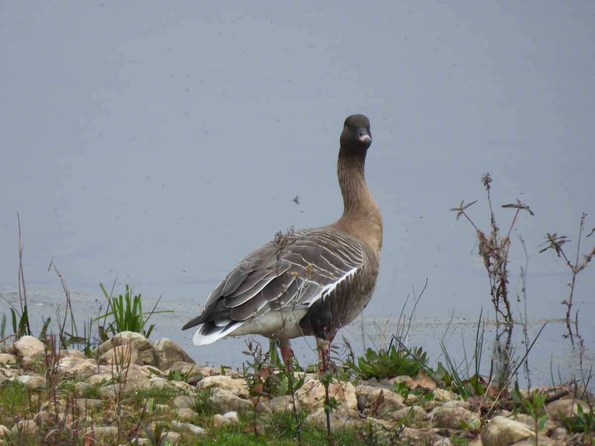 Pink-footed Goose - ML614995999