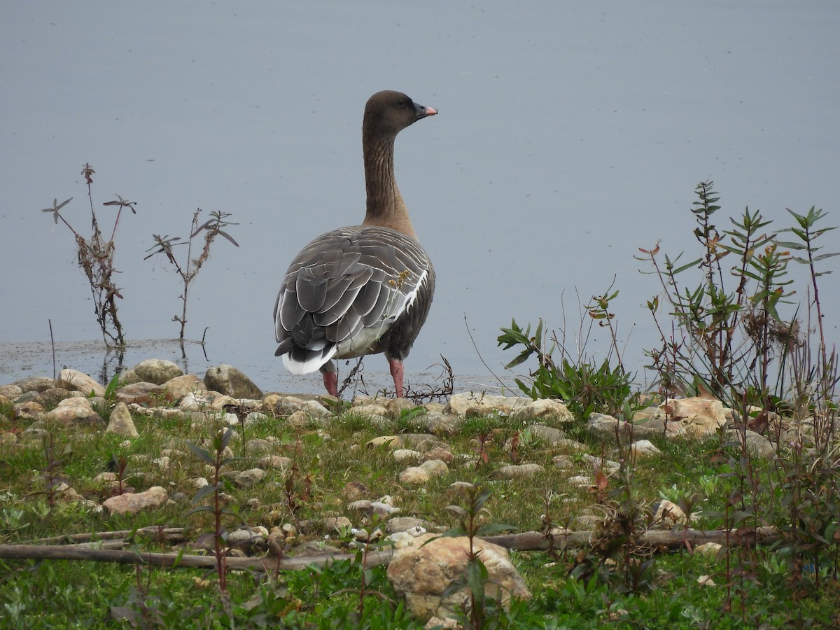 Pink-footed Goose - ML614996000