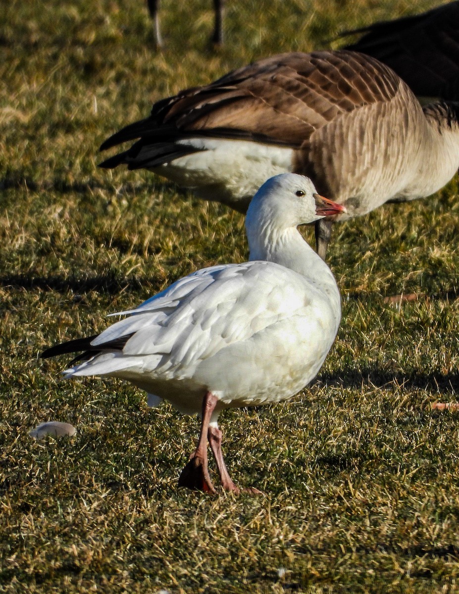 Ross's Goose - ML614996010