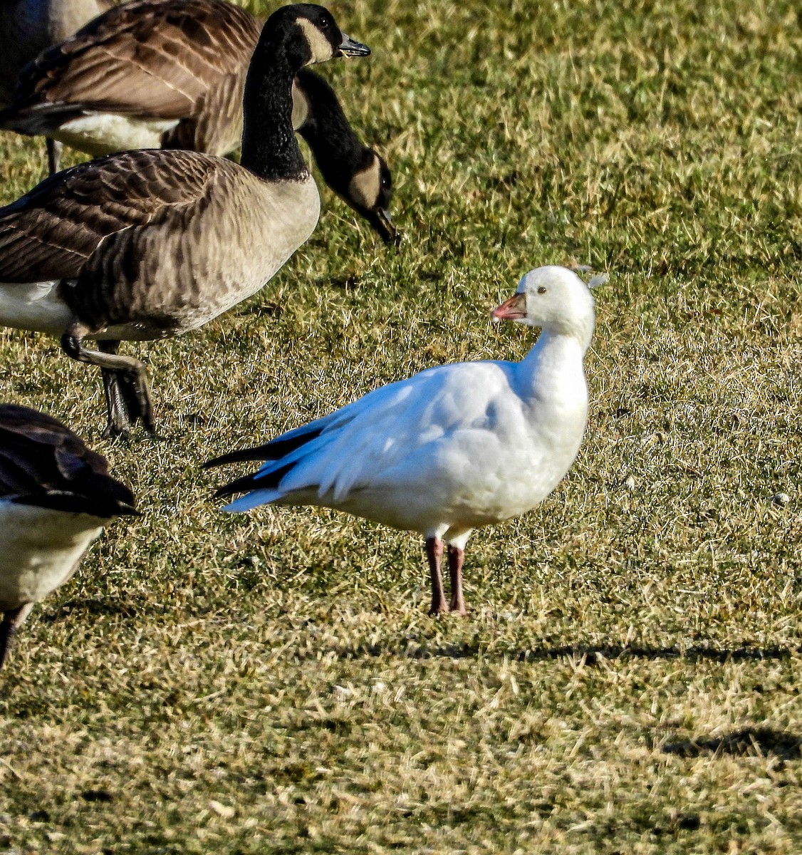 Ross's Goose - ML614996011