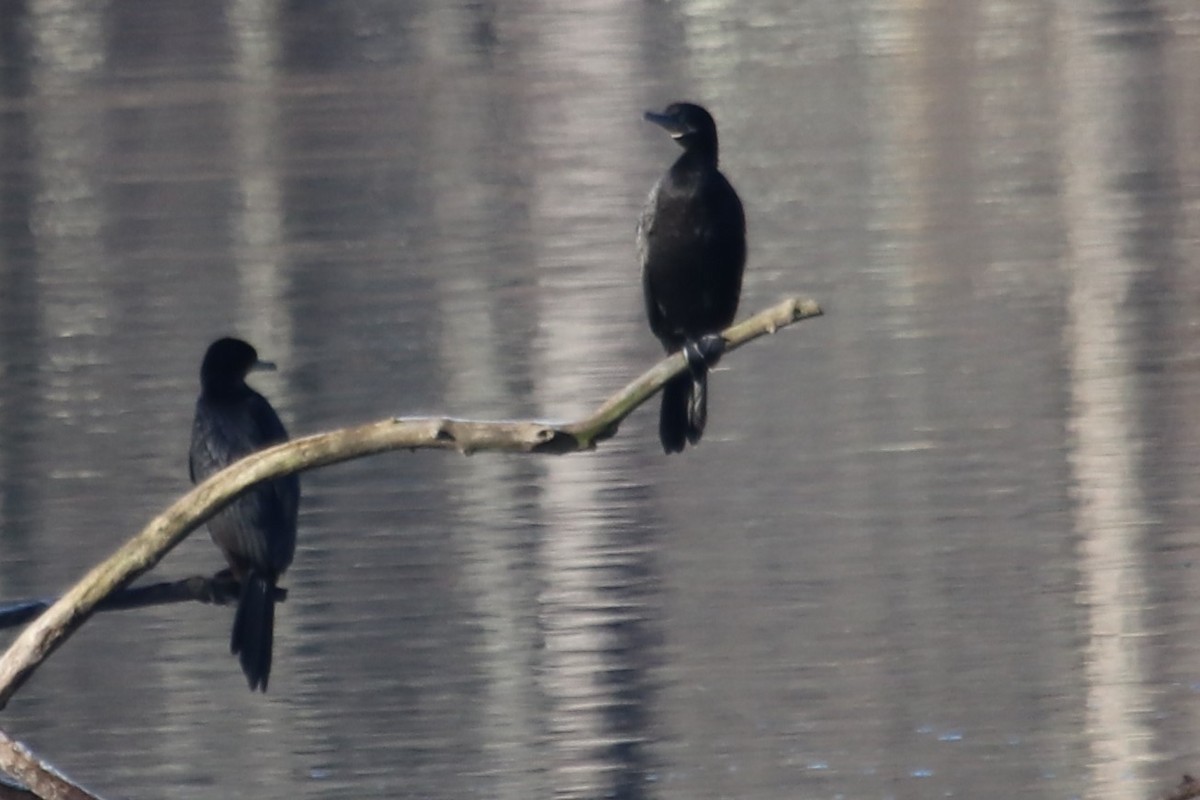 Neotropic Cormorant - PJ Pulliam