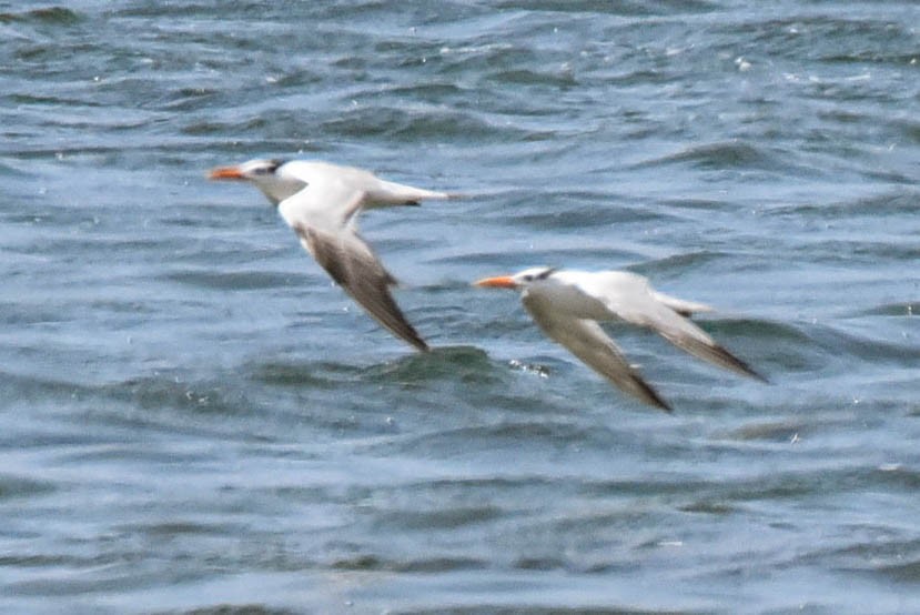 Elegant Tern - ML614996041