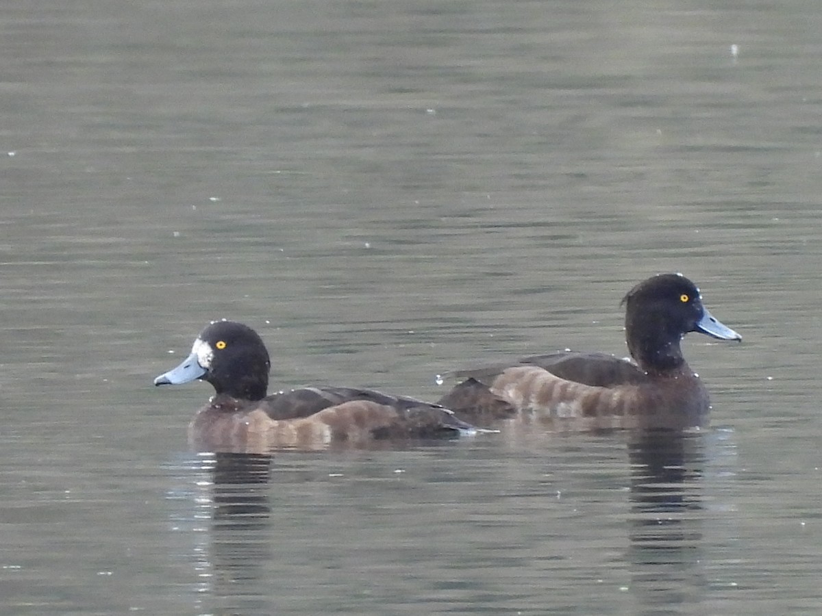 Tufted Duck - ML614996058