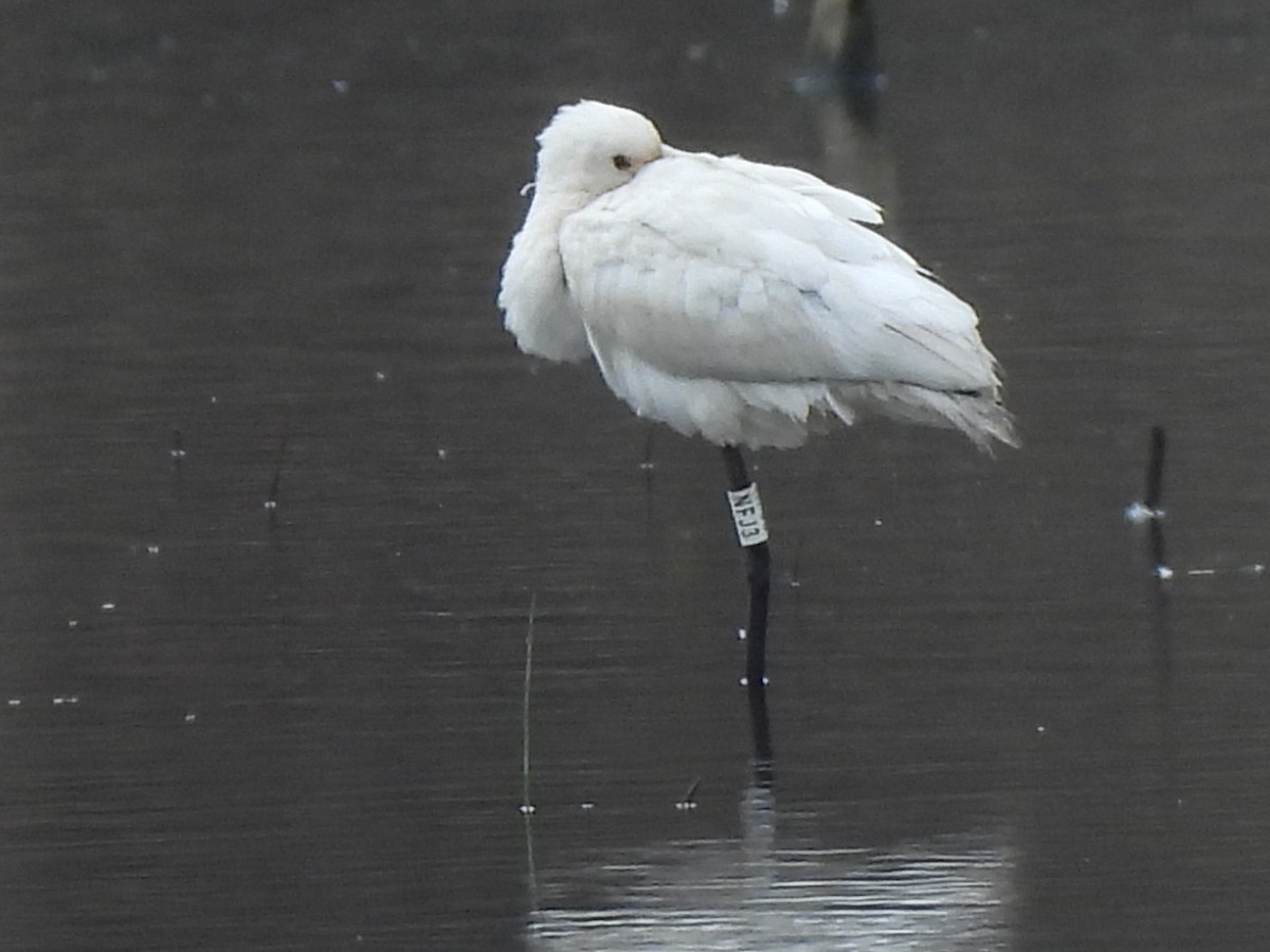 Eurasian Spoonbill - ML614996091